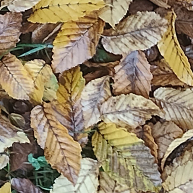 Textures   -   NATURE ELEMENTS   -   VEGETATION   -   Leaves dead  - leaves dead pbr texture seamless 22177 - HR Full resolution preview demo