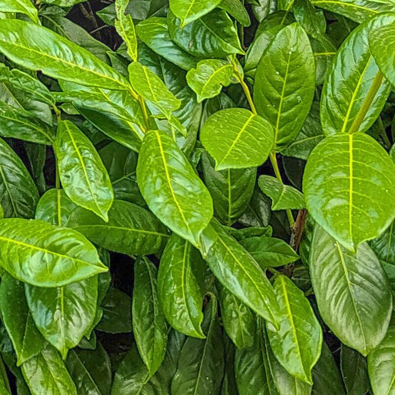 Textures   -   NATURE ELEMENTS   -   VEGETATION   -   Hedges  - Laurel hedge pbr texture seamless 22096 - HR Full resolution preview demo