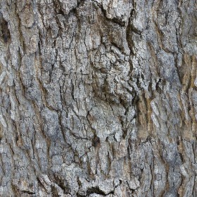 Textures   -   NATURE ELEMENTS   -  BARK - Bark texture seamless 12307