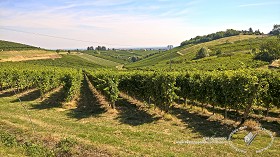 Textures   -   BACKGROUNDS &amp; LANDSCAPES   -   NATURE   -  Vineyards - Vineyards background 17723