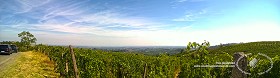 Textures   -   BACKGROUNDS &amp; LANDSCAPES   -   NATURE   -  Vineyards - Vineyards background 17724