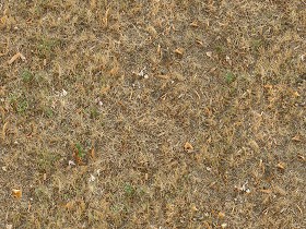 Textures   -   NATURE ELEMENTS   -   VEGETATION   -  Dry grass - Dry grass texture seamless 12915
