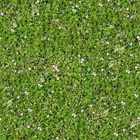 Textures   -   NATURE ELEMENTS   -   VEGETATION   -  Flowery fields - Flowery meadow texture seamless 12942