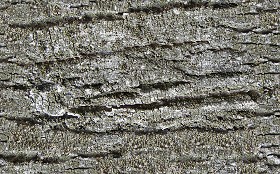 Textures   -   NATURE ELEMENTS   -  BARK - Bark texture seamless 12312