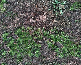 Textures   -   NATURE ELEMENTS   -   VEGETATION   -  Leaves dead - Leaves dead texture seamless 13121