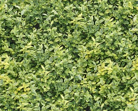 Textures   -   NATURE ELEMENTS   -   VEGETATION   -  Hedges - Green hedge texture seamless 13076