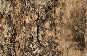 Textures   -   NATURE ELEMENTS   -  BARK - Bark texture seamless 12317
