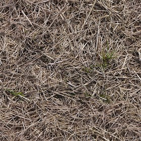 Textures   -   NATURE ELEMENTS   -   VEGETATION   -  Dry grass - Dry grass texture seamless 12924