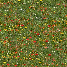 Textures   -   NATURE ELEMENTS   -   VEGETATION   -  Flowery fields - Flowery meadow texture seamless 12949