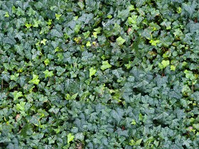 Textures   -   NATURE ELEMENTS   -   VEGETATION   -  Hedges - Ivy hedge texture seamless 13078