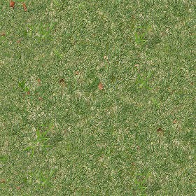 Textures   -   NATURE ELEMENTS   -   VEGETATION   -  Green grass - Green grass texture seamless 12979