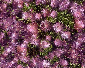 Textures   -   NATURE ELEMENTS   -   VEGETATION   -  Hedges - Hedge in bloom texture seamless 13080