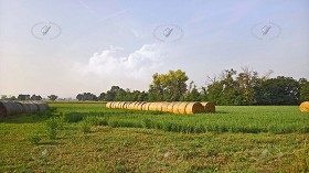 Textures   -   BACKGROUNDS &amp; LANDSCAPES   -   NATURE   -  Countrysides &amp; Hills - Countryside landscape with hay rolls 17510
