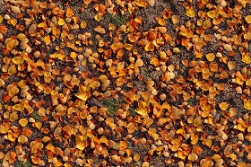 Textures   -   NATURE ELEMENTS   -   VEGETATION   -  Leaves dead - Leaves dead texture seamless 13132