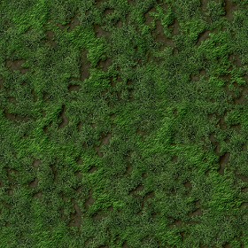 Textures   -   NATURE ELEMENTS   -   VEGETATION   -  Green grass - Green grass texture seamless 12986