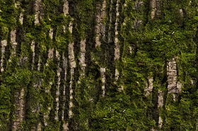 Textures   -   NATURE ELEMENTS   -   VEGETATION   -  Moss - Bark moss texture seamless 13171