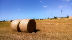 Textures   -   BACKGROUNDS &amp; LANDSCAPES   -   NATURE   -  Countrysides &amp; Hills - Countryside landscape with hay rolls 17615