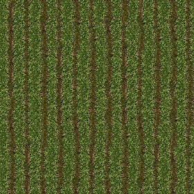Textures   -   NATURE ELEMENTS   -   VEGETATION   -  Green grass - Green grass texture seamless 12987