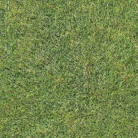 Textures   -   NATURE ELEMENTS   -   VEGETATION   -  Green grass - Green grass texture seamless 12989