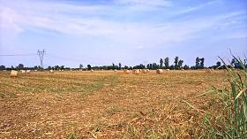 Textures   -   BACKGROUNDS &amp; LANDSCAPES   -   NATURE   -  Countrysides &amp; Hills - Countryside landscape with hay rolls 17618
