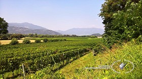 Textures   -   BACKGROUNDS &amp; LANDSCAPES   -   NATURE   -  Vineyards - Italy vineyards background 18055