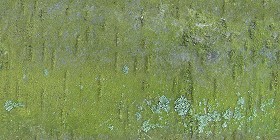 Textures   -   NATURE ELEMENTS   -  BARK - Bark texture seamless 12333