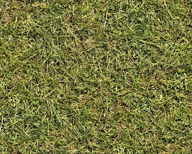 Textures   -   NATURE ELEMENTS   -   VEGETATION   -  Green grass - Green grass texture seamless 12993