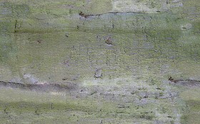 Textures   -   NATURE ELEMENTS   -  BARK - Bark texture seamless 12335