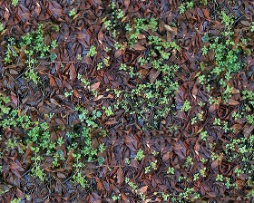 Textures   -   NATURE ELEMENTS   -   VEGETATION   -  Leaves dead - Leaves dead texture seamless 13144