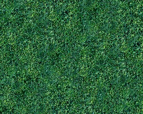 Textures   -   NATURE ELEMENTS   -   VEGETATION   -  Green grass - Green grass texture seamless 12995