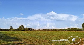 Textures   -   BACKGROUNDS &amp; LANDSCAPES   -   NATURE   -  Vineyards - Italy vineyards background 18059