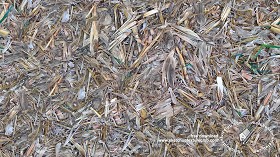 Textures   -   NATURE ELEMENTS   -   VEGETATION   -  Dry grass - Dry leaves after harvest of corn texture seamless 18655
