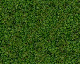 Textures   -   NATURE ELEMENTS   -   VEGETATION   -  Green grass - Green grass texture seamless 12999