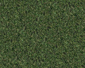 Textures   -   NATURE ELEMENTS   -   VEGETATION   -  Green grass - Green grass texture seamless 13001
