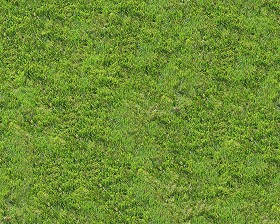 Textures   -   NATURE ELEMENTS   -   VEGETATION   -  Green grass - Green grass texture seamless 13004