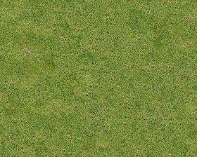 Textures   -   NATURE ELEMENTS   -   VEGETATION   -  Green grass - Green grass texture seamless 13005