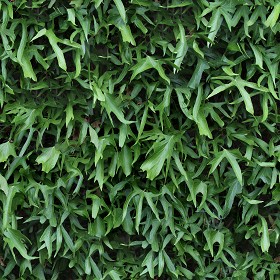 Textures   -   NATURE ELEMENTS   -   VEGETATION   -  Hedges - Green hedge texture seamless 13108