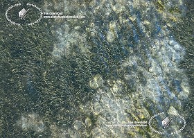 Textures   -   NATURE ELEMENTS   -   WATER   -  Streams - Water with seaweed and stones texture seamless 18218