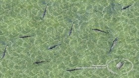 Textures   -   NATURE ELEMENTS   -   WATER   -  Streams - Water with fishes texture seamless 18347