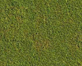 Textures   -   NATURE ELEMENTS   -   VEGETATION   -  Green grass - Green grass texture seamless 13010