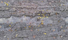 Textures   -   NATURE ELEMENTS   -   SOIL   -  Mud - Mud with leaves texture seamless 21308