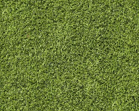 Textures   -   NATURE ELEMENTS   -   VEGETATION   -  Green grass - Green grass texture seamless 13012