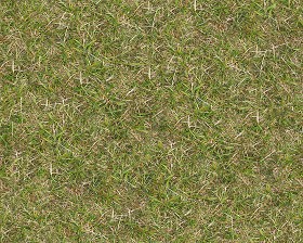 Textures   -   NATURE ELEMENTS   -   VEGETATION   -  Green grass - Green grass texture seamless 13015