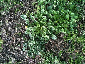 Textures   -   NATURE ELEMENTS   -   VEGETATION   -  Leaves dead - Green grass texture seamless 1 13151