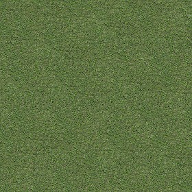 Textures   -   NATURE ELEMENTS   -   VEGETATION   -  Green grass - Green grass texture seamless 13017