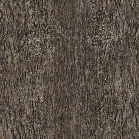 Textures   -   NATURE ELEMENTS   -  BARK - Bark texture seamless 12359