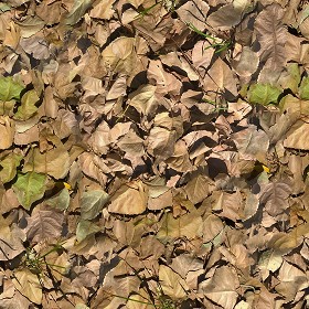 Textures   -   NATURE ELEMENTS   -   VEGETATION   -  Leaves dead - Leaves dead texture seamless 17321