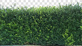 Textures   -   NATURE ELEMENTS   -   VEGETATION   -  Hedges - Cut out hedge texture seamless 17377