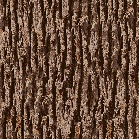 Textures   -   NATURE ELEMENTS   -  BARK - Bark texture seamless 12361
