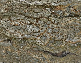 Textures   -   NATURE ELEMENTS   -  BARK - Bark texture seamless 12362